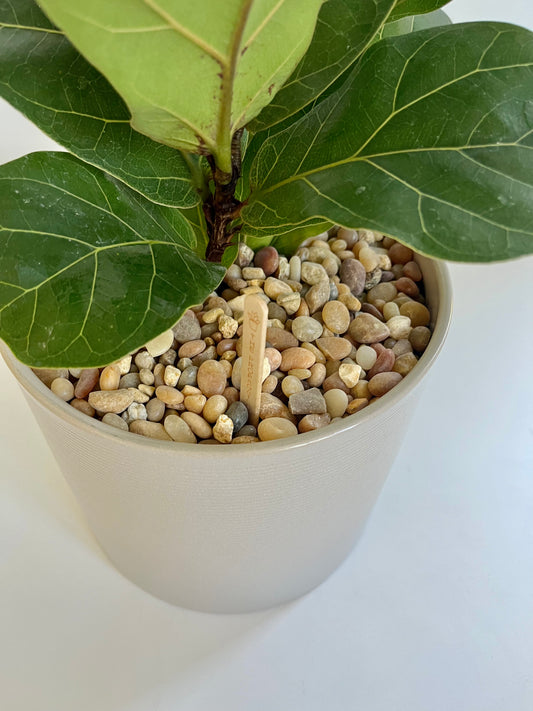 Fiddle Leaf fig Tree (Ficus Lyrata) in Ceramic Taupe Pot with Multicolored stones