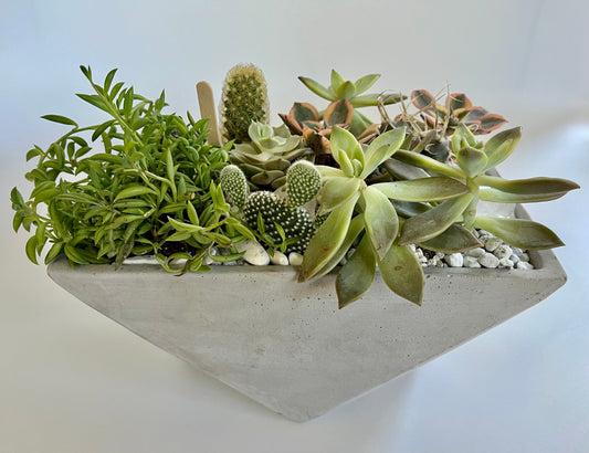 Concrete Vessel with Succulents, Cacti, and an array of Healing Quartz Crystals