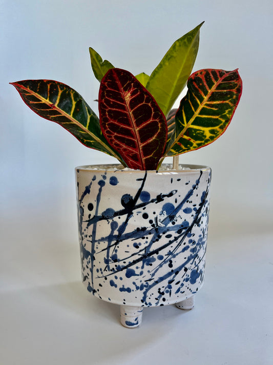 Bush on fire croton (Codiaeum variegatum) in pollock blue ceramic pot with white stones