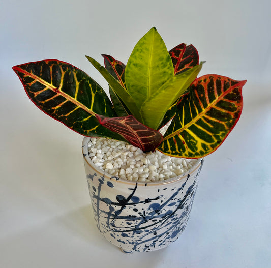 Bush on fire croton (Codiaeum variegatum) in pollock blue ceramic pot with white stones