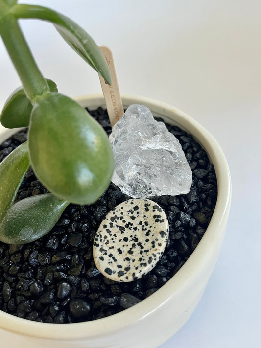 Jade Plant (Crassula ovata) in ceramic corvus pot with black stones, dalmatian jasper, and clear quartz