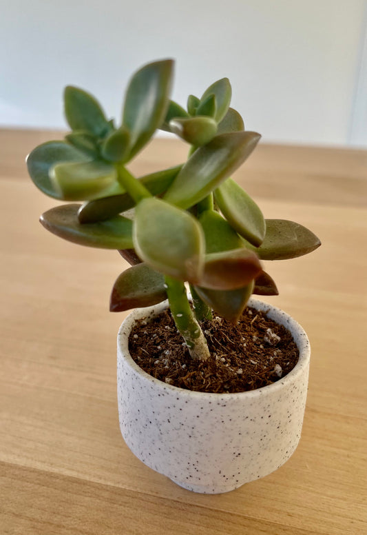 Cacti and Succulents in mini ceramic white speckled footed pot