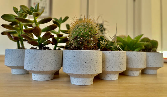 Cacti and Succulents in mini ceramic white speckled footed pot