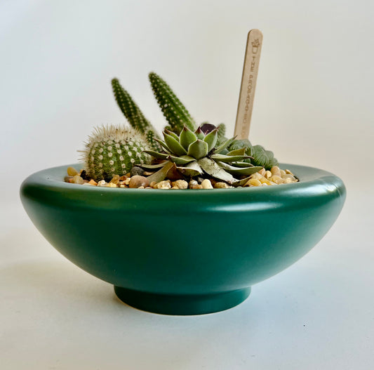 Succulents, Cacti, and Amethyst in Ceramic Rainforest Birdie Bowl