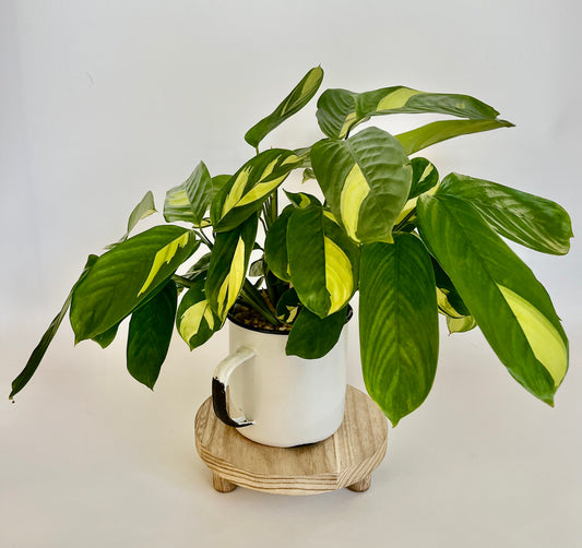 Bamburanta (Ctenanthe lubbersiana) in large vintage enamel mug with multi-colored stones