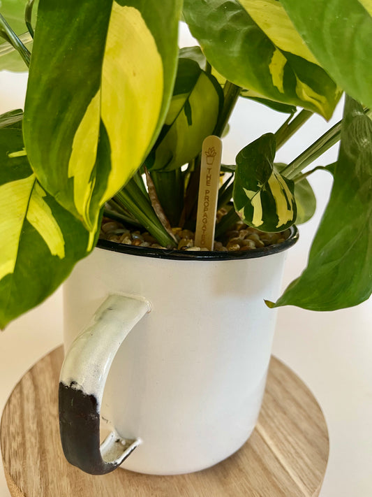 Bamburanta (Ctenanthe lubbersiana) in large vintage enamel mug with multi-colored stones