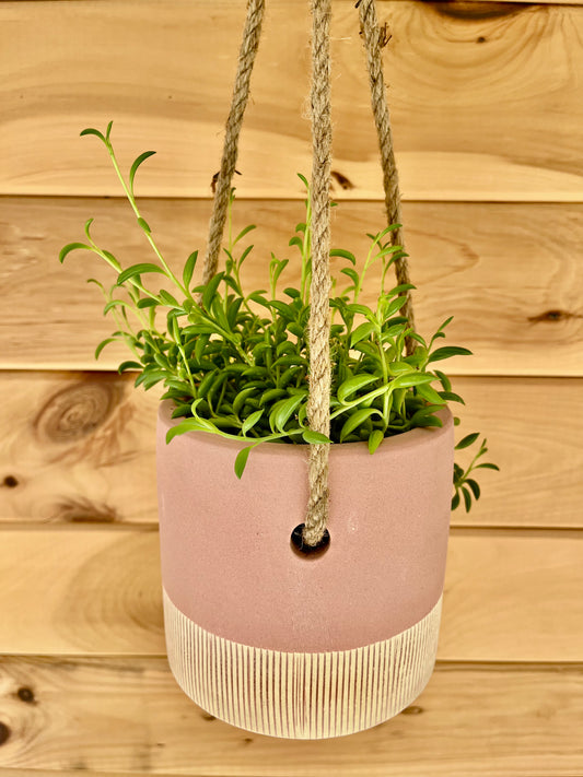 String of Bananas (Senecio Radicans) in a Salmon Ceramic Leia Hanging Pot