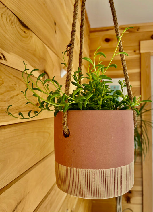 String of Bananas (Senecio Radicans) in a Salmon Ceramic Leia Hanging Pot