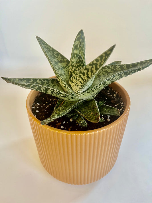 Gasteria Maculata (Cow's Tongue) in Ceramic Ginger Planter