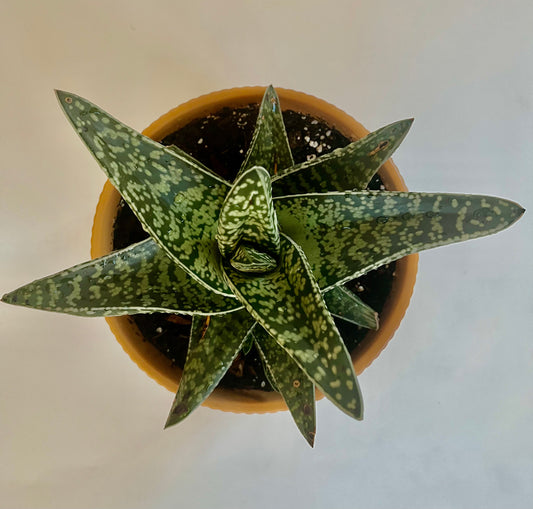 Gasteria Maculata (Cow's Tongue) in Ceramic Ginger Planter