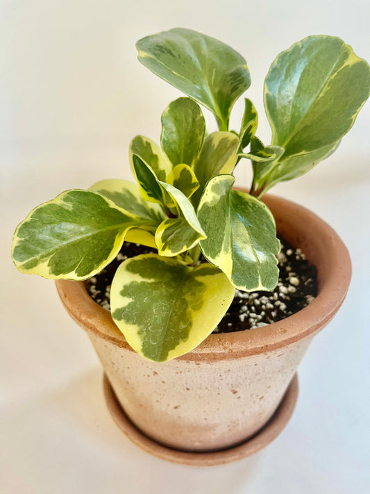 Variegated Baby Rubber Plant (Peperomia Obtusifolia) in a Vintage Terracotta Pot with Saucer