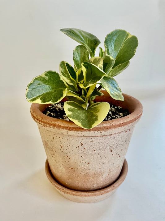 Variegated Baby Rubber Plant (Peperomia Obtusifolia) in a Vintage Terracotta Pot with Saucer