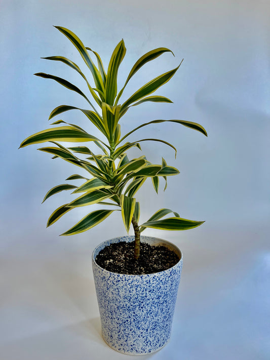 Song of India Dracaena in a Handmade Blue Speckled Ceramic Pot