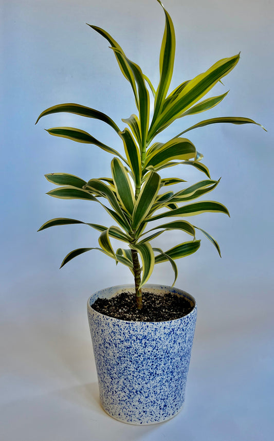 Song of India Dracaena in a Handmade Blue Speckled Ceramic Pot