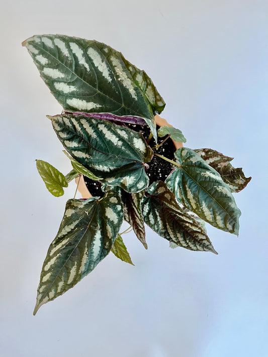 Cissus Discolor (Rex Begonia Vine) in a Ceramic Latte Pedestal Pot