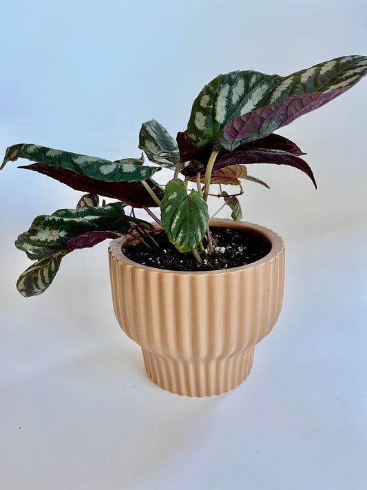 Cissus Discolor (Rex Begonia Vine) in a Ceramic Latte Pedestal Pot