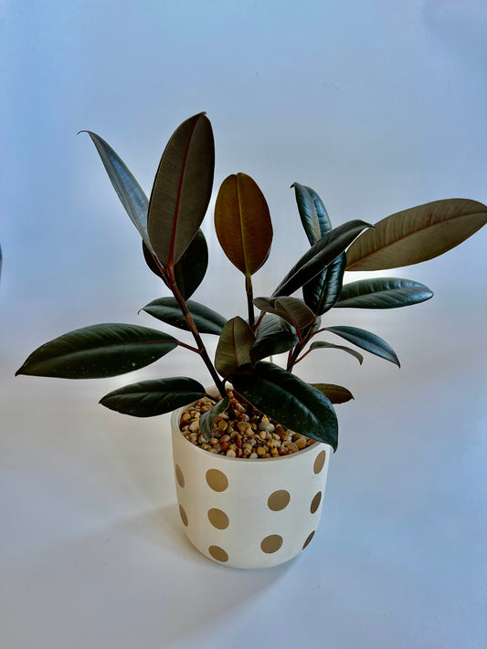 Burgundy Rubber Plant (Ficus Elastica) in ceramic cream and gold polka dot pot with multi-colored stones