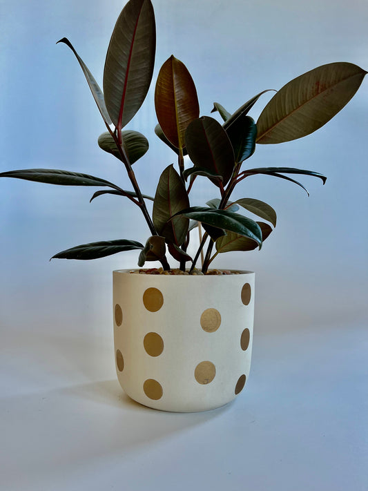 Burgundy Rubber Plant (Ficus Elastica) in ceramic cream and gold polka dot pot with multi-colored stones