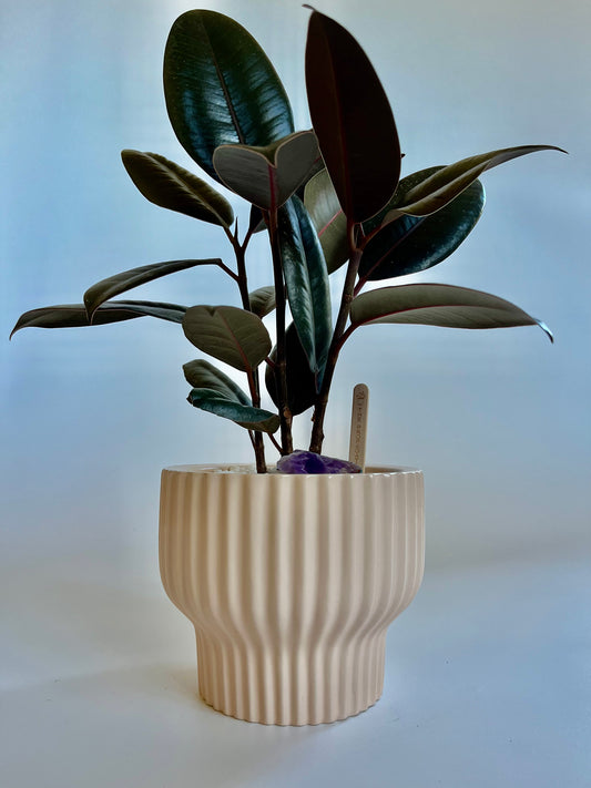 Burgundy Rubber Plant (Ficus Elastica) in ceramic cream and gold polka dot pot with white stones and amethyst