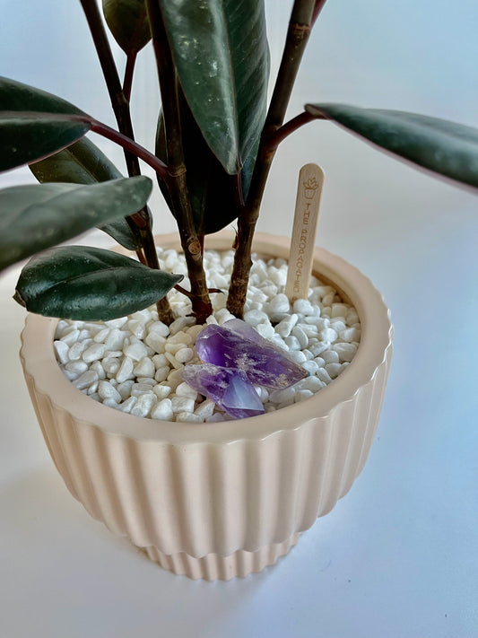 Burgundy Rubber Plant (Ficus Elastica) in ceramic cream and gold polka dot pot with white stones and amethyst