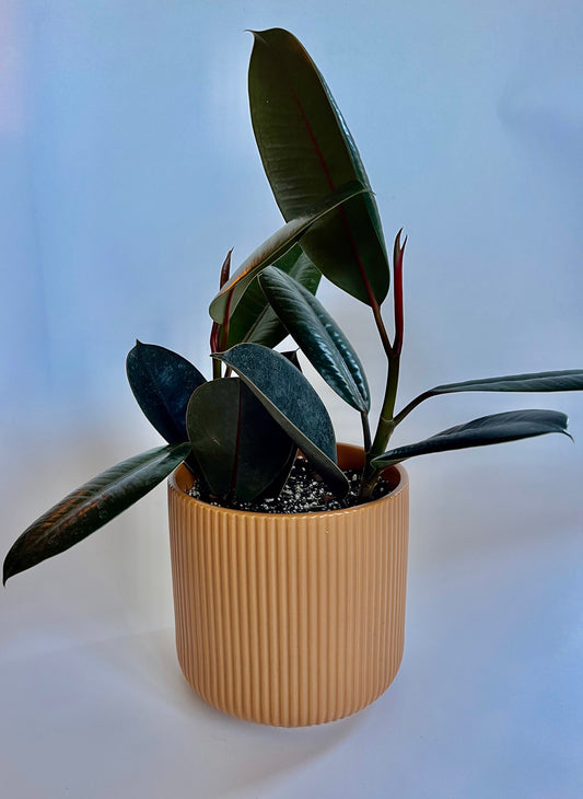 Burgundy Rubber Plant (Ficus Elastica) in ceramic ginger pot