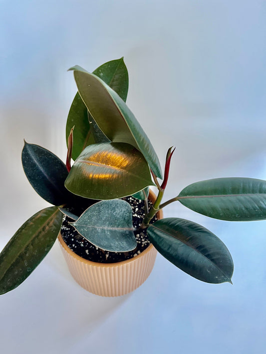 Burgundy Rubber Plant (Ficus Elastica) in ceramic ginger pot