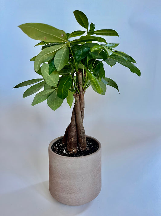 Money Tree (Guiana Chestnut) in a ceramic dusty pink cylinder pot