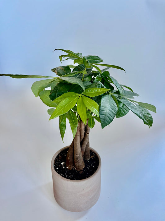 Money Tree (Guiana Chestnut) in a ceramic dusty pink cylinder pot