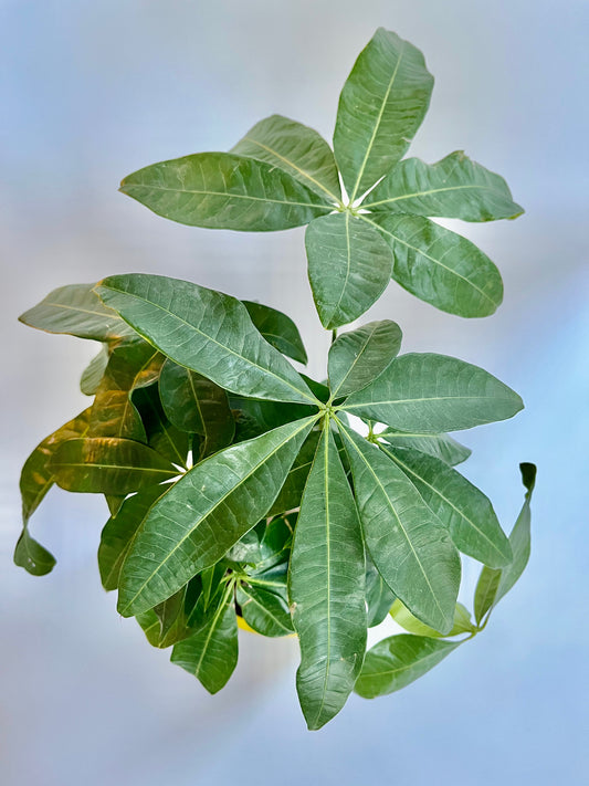 Money Tree (Guiana Chestnut) in a ceramic palm speckled pot