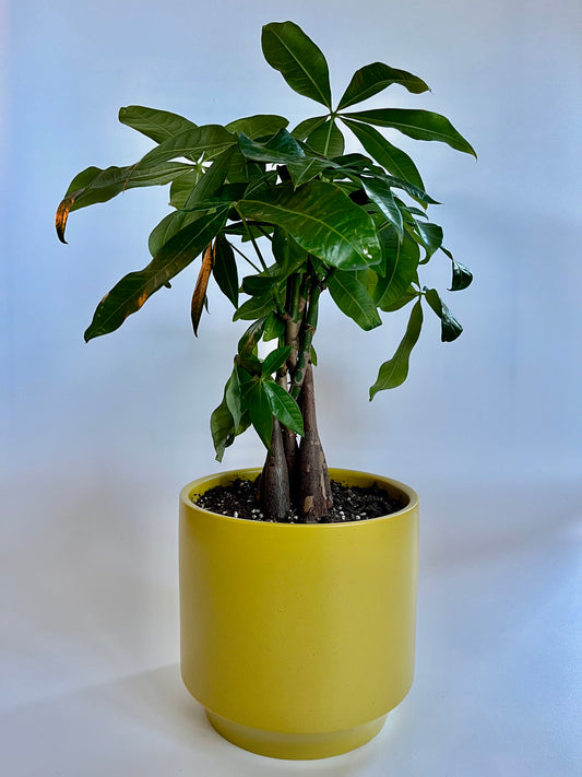 Money Tree (Guiana Chestnut) in a ceramic palm speckled pot