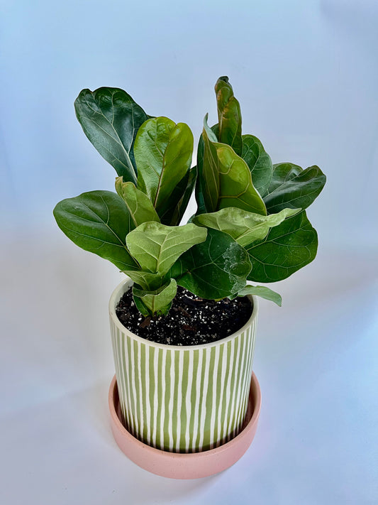 Fiddle Leaf fig Tree (Ficus Lyrata) in Ceramic Green and white stripes pot with coral pink saucer