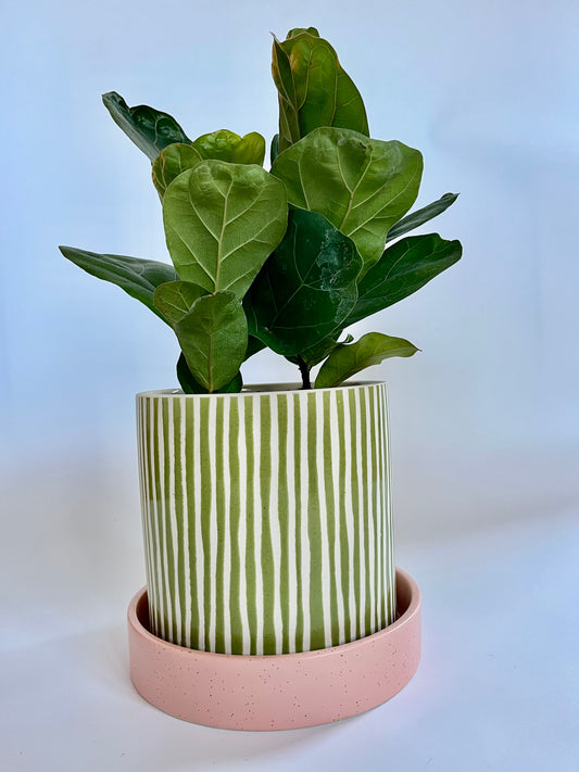 Fiddle Leaf fig Tree (Ficus Lyrata) in Ceramic Green and white stripes pot with coral pink saucer