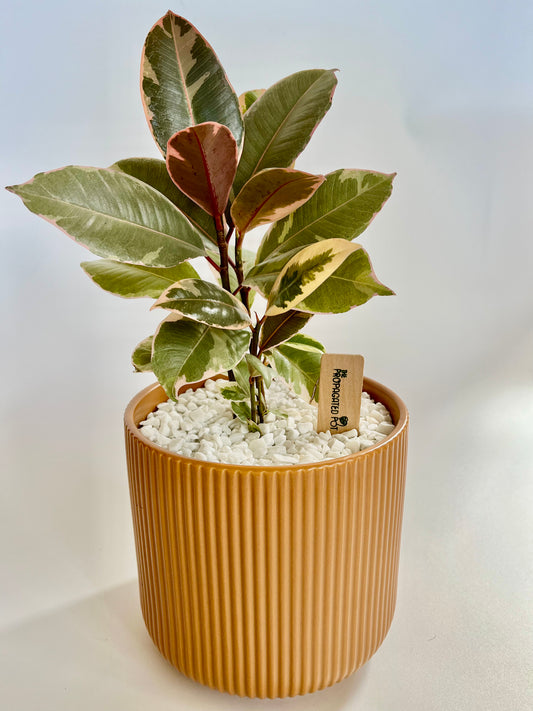 Tineke Variegated Rubber Plant (Ficus Elastica) in a Ceramic Ginger Pot with White Stones