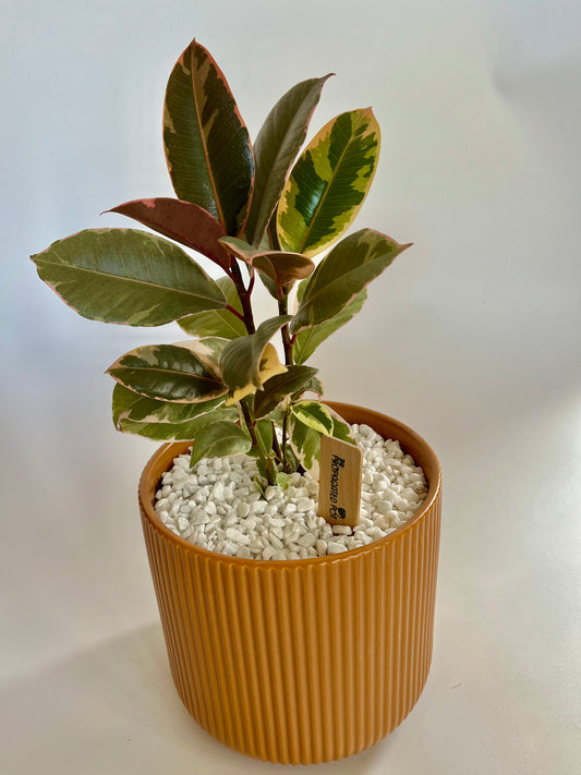 Tineke Variegated Rubber Plant (Ficus Elastica) in a Ceramic Ginger Pot with White Stones