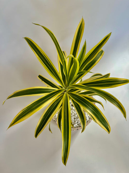 Song of India Dracaena in a Ceramic Terrazzo Pot with White Stones