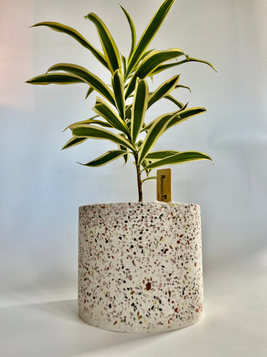 Song of India Dracaena in a Ceramic Terrazzo Pot with White Stones