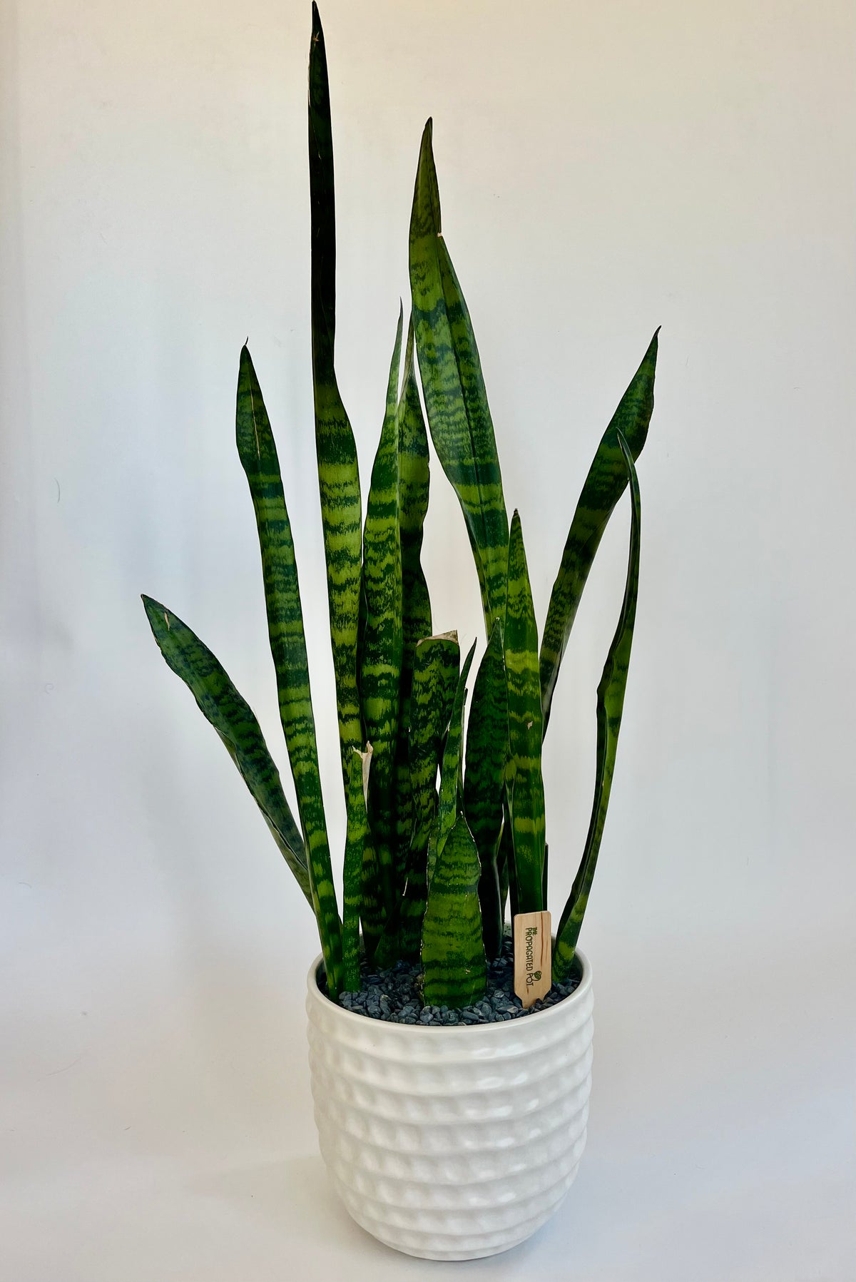 snake plant with white pot Snake Plant Sansevieria in a ceramic textured white pot with grey stones