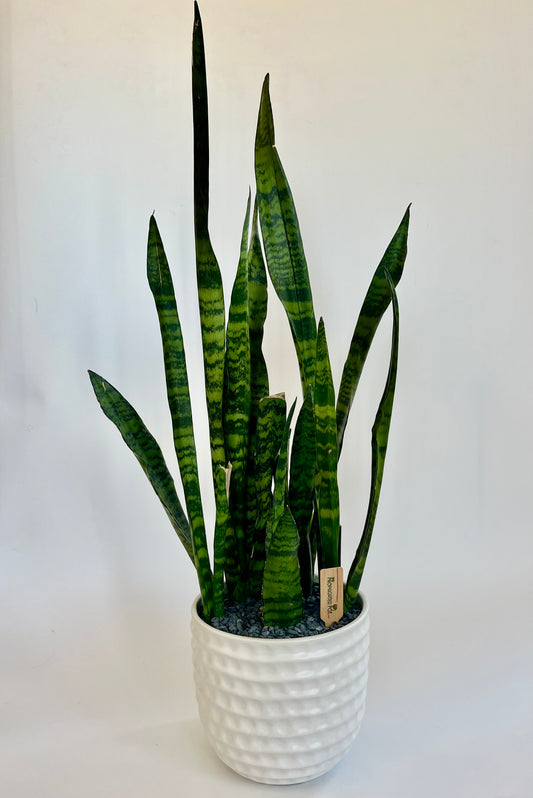 Snake Plant Sansevieria in a ceramic textured white pot with grey stones