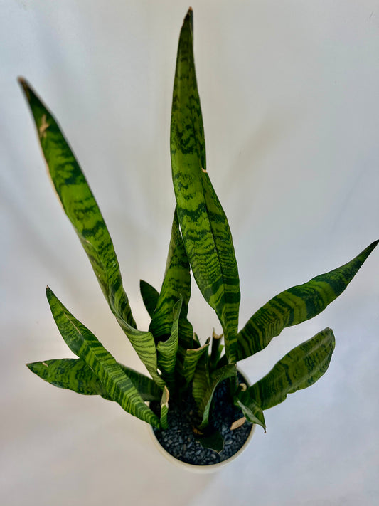 Snake Plant Sansevieria in a ceramic textured white pot with grey stones