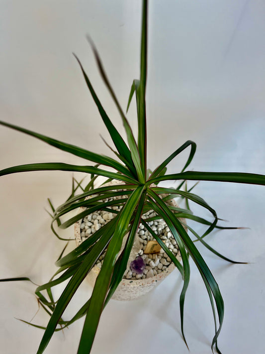 Dragon tree (Dracaena Marginata) in a Ceramic Terrazzo Pot with White Stones, clear quartz crystal, and amethyst