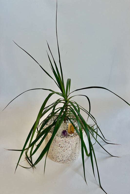 Dragon tree (Dracaena Marginata) in a Ceramic Terrazzo Pot with White Stones, clear quartz crystal, and amethyst