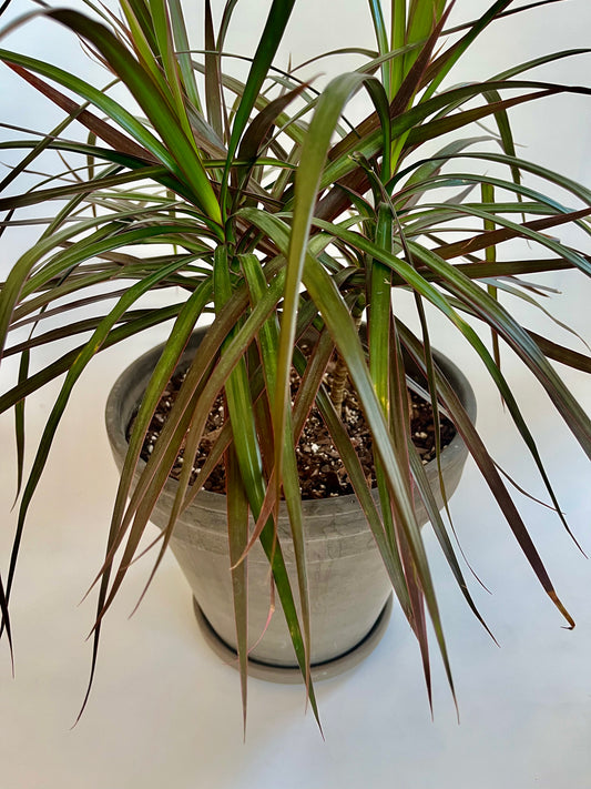 Dragon tree (Dracaena Marginata) in a Mocha Terracotta Pot with Saucer