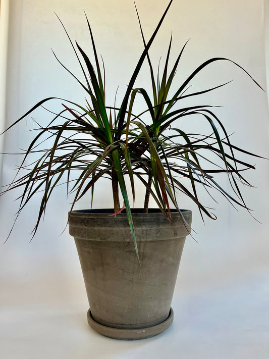 Dragon tree (Dracaena Marginata) in a Mocha Terracotta Pot with Saucer