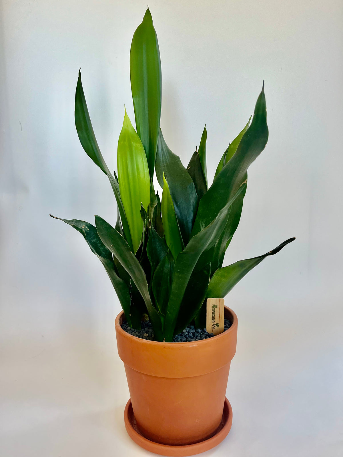 snake plant clay pot Snake Plant Sansevieria in Terracotta Pot with grey stones