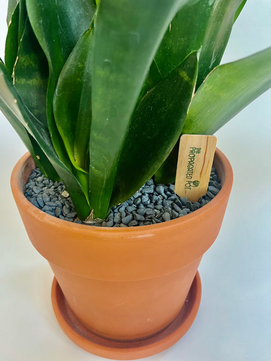 Snake Plant Sansevieria in Terracotta Pot with grey stones