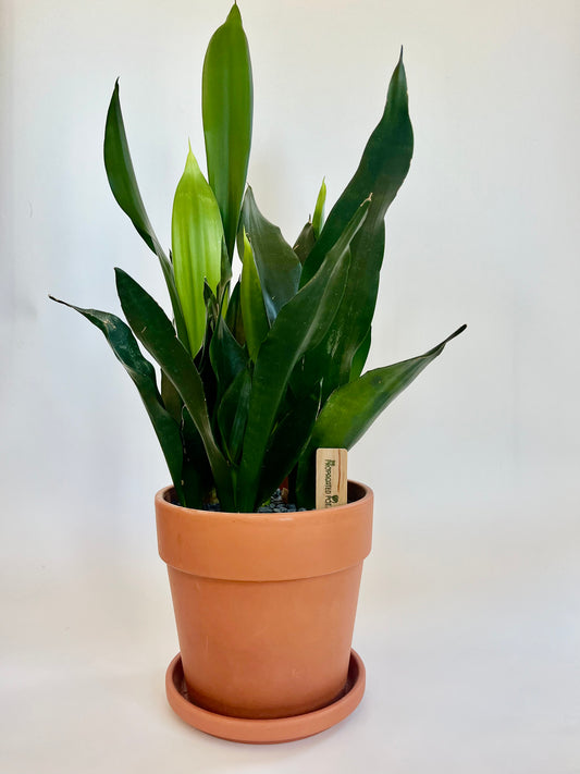 Snake Plant Sansevieria in Terracotta Pot with grey stones