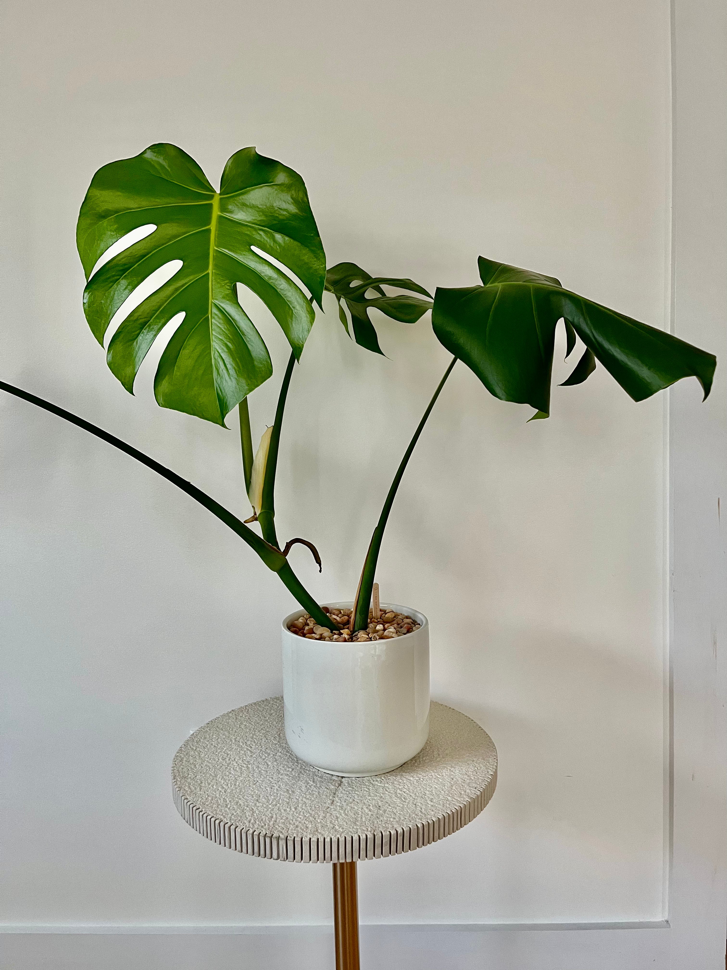 Monstera Deliciosa - Thumbnail 5