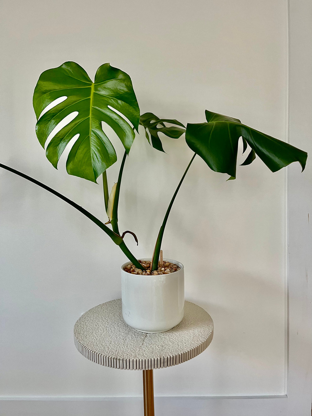 monstera plant in white pot Monstera Deliciosa in a ceramic white pot with multi-colored stones