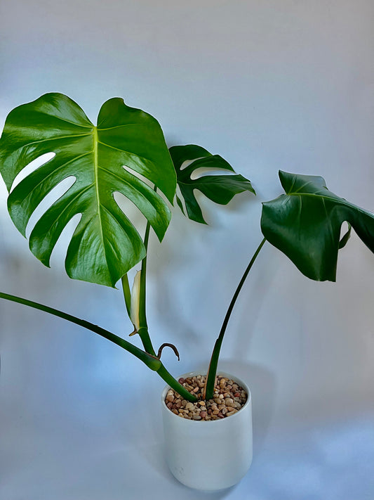 Monstera Deliciosa in a ceramic white pot with multi-colored stones