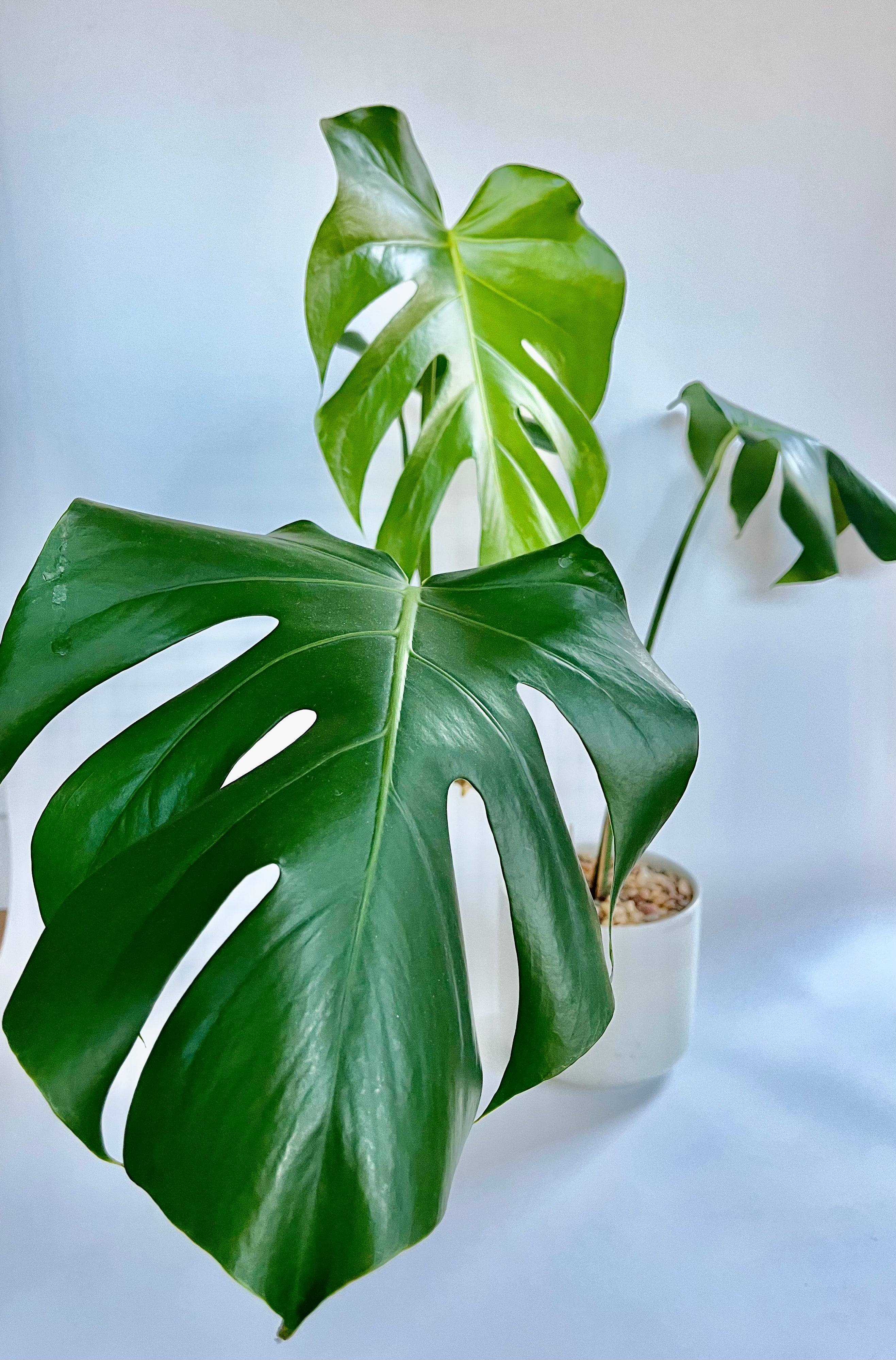 Monstera Deliciosa